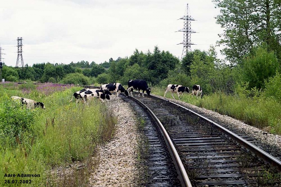 Cows
25.07.2002
Ülemiste- Maardu
